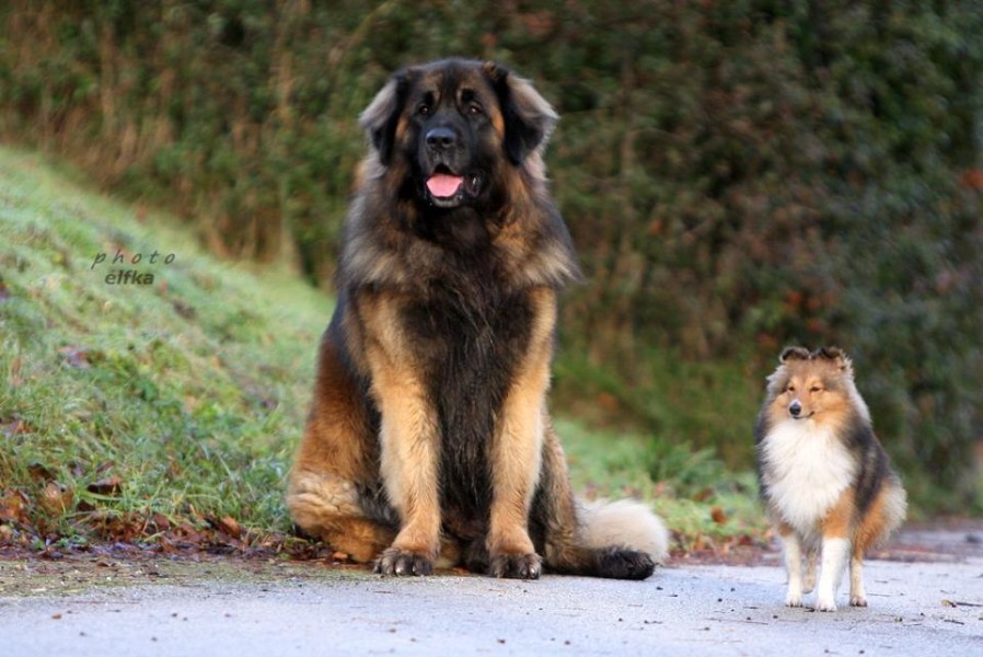 Coudy Goldenleon Leonberger Cavalier King Golden Leon Obchod Pro Psy